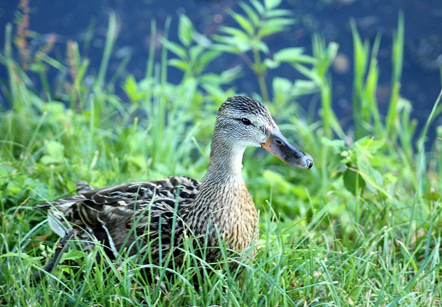 Krydsord for begyndere: Kom godt i gang