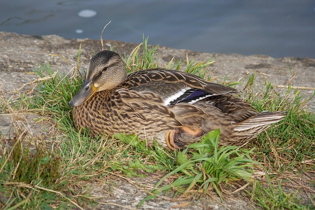 Krydsord for viderekomne: Lær at løse kryptiske ledetråde